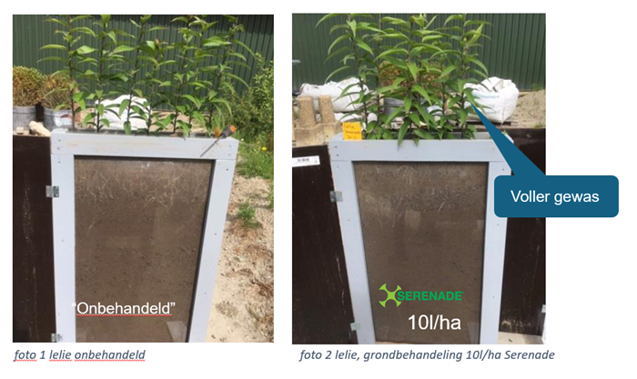 Serenade BB foto 1 en 2 lelie.png